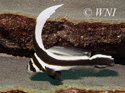 Spotted Drum (Equetus punctatus)
